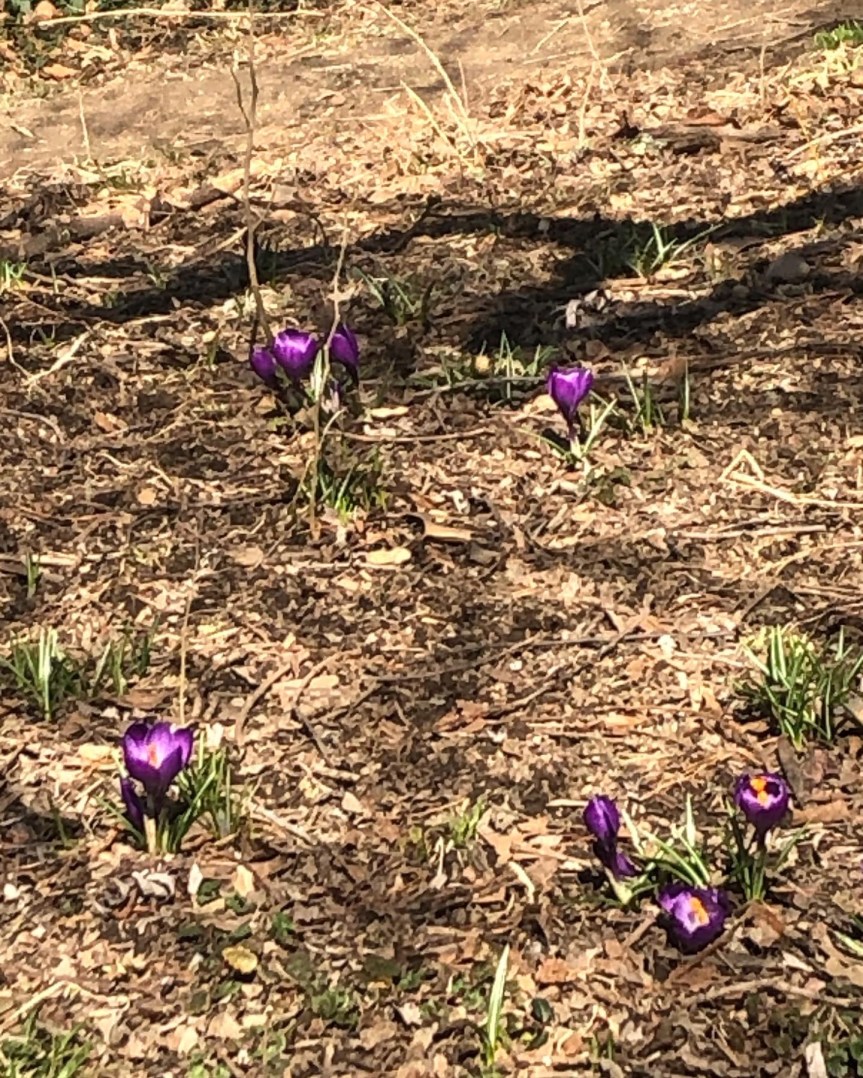 First signs of&nbsp;spring